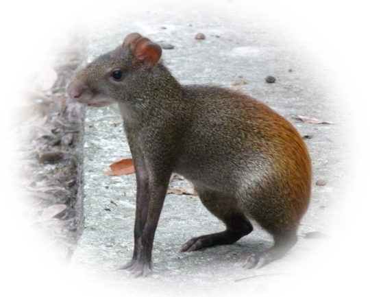 Agouti