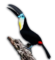 Kriya