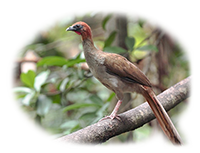 Parakwa